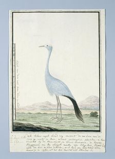 Anthropoides paradisea (Blue crane or Stanley crane), 1777-1786. Creator: Robert Jacob Gordon