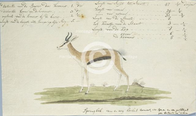 Antidorcas marsupialis (Springbok), 1774-1786. Creator: Robert Jacob Gordon.