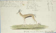 Antidorcas marsupialis (Springbok), 1774-1786. Creator: Robert Jacob Gordon