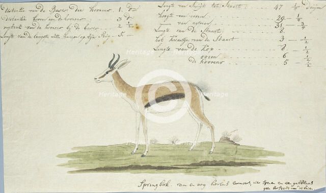Antidorcas marsupialis (Springbok), 1774-1786. Creator: Robert Jacob Gordon.
