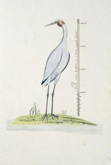 Antigone rubicunda (Brolga, or Australian Crane), 1770-1780. Creator: George Raper