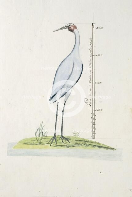 Antigone rubicunda (Brolga, or Australian Crane), 1770-1780. Creator: George Raper.