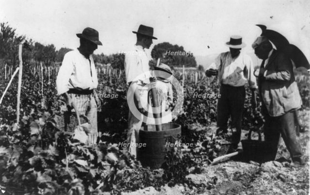 Antoine Lumiere inspecting grape harvest, n.d.. Creator: Frances Benjamin Johnston.
