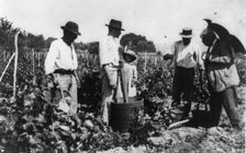 Antoine Lumiere inspecting grape harvest, n.d.. Creator: Frances Benjamin Johnston