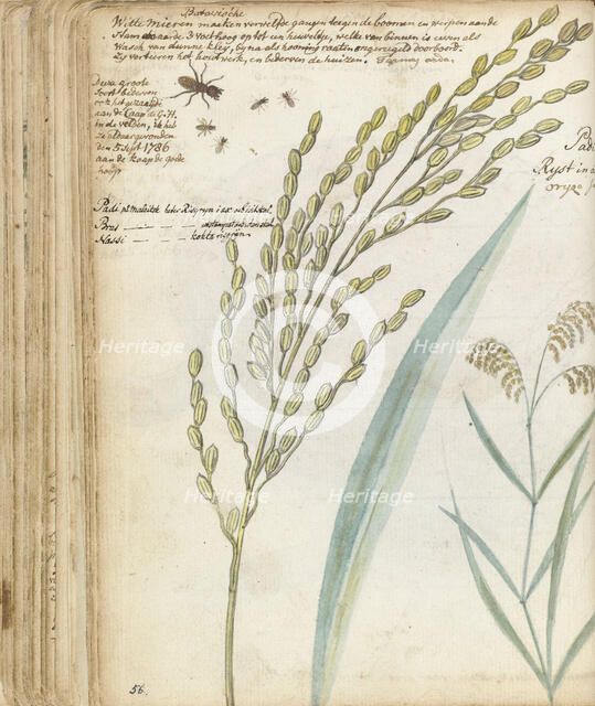 Ants and rice, 1786. Creator: Jan Brandes.