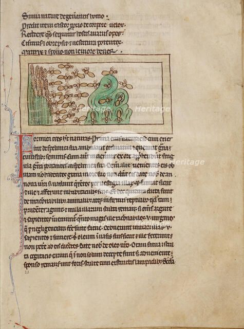 Ants; Northumberland Bestiary, about 1250-1260. Creator: Unknown.