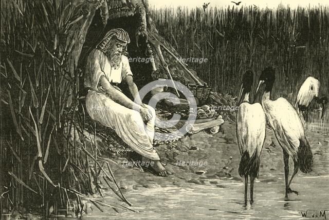 'Anysis Concealed in the Marshes of the Delta', 1890.   Creator: Unknown.