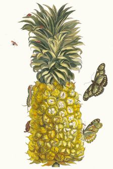 Ananas mur. From the Book Metamorphosis insectorum Surinamensium, 1705. Creator: Merian, Maria Sibylla (1647-1717)
