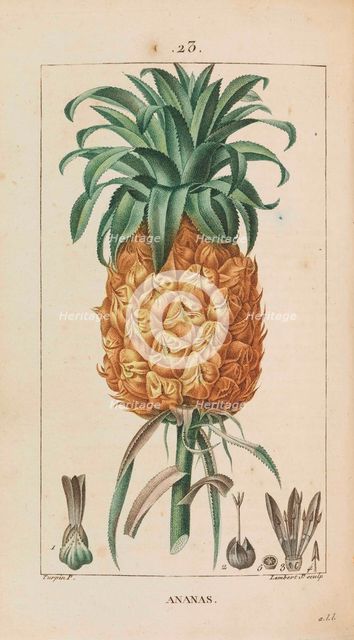 Ananas. Flore médicale, 1814-1820. Creator: Chaumeton, François-Pierre (1775-1819).