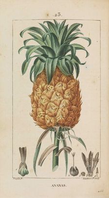Ananas. Flore médicale, 1814-1820. Creator: Chaumeton, François-Pierre (1775-1819)