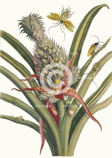Ananas. From the Book Metamorphosis insectorum Surinamensium, 1705. Creator: Merian, Maria Sibylla (1647-1717).