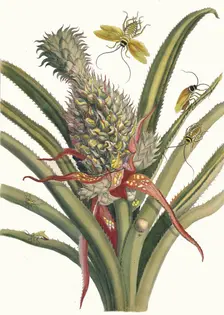Ananas. From the Book Metamorphosis insectorum Surinamensium, 1705. Creator: Merian, Maria Sibylla (1647-1717)