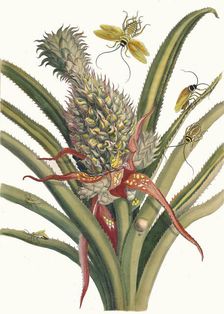Ananas. From the Book Metamorphosis insectorum Surinamensium, 1705. Creator: Merian, Maria Sibylla (1647-1717)