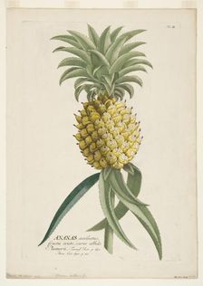 Ananas sativus, (Pineapple), c1740-1770. Creator: Georg Dionysius Ehret