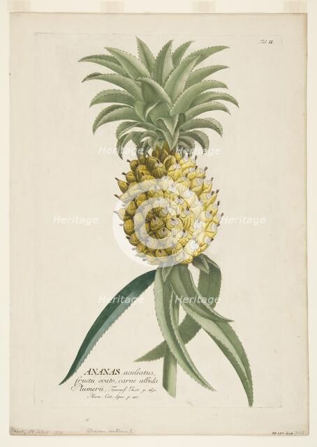 Ananas sativus, (Pineapple), c1740-1770. Creator: Georg Dionysius Ehret.