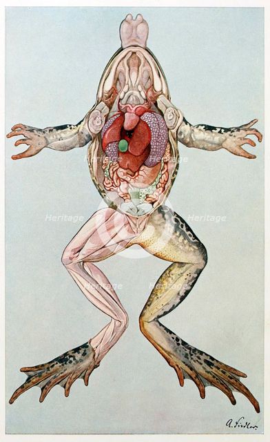 Anatomical Cross Section of a femal frog, from Brehms Tierleben, pub. 1860's.  Creator: German School (19th Century).
