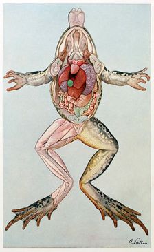 Anatomical Cross Section of a femal frog, from Brehms Tierleben, pub. 1860's. Creator: German School (19th Century)