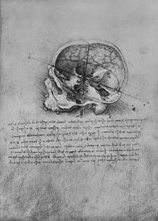 Anatomical Drawing of a Skull to the Left c1480 (1945). Artist: Leonardo da Vinci