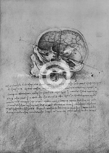 'Anatomical Drawing of a Skull to the Left', c1480 (1945). Artist: Leonardo da Vinci.