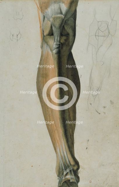 Anatomical drawing of the bones and muscles of the lower leg, 5 June, 1805. Creator: Benjamin Robert Haydon.