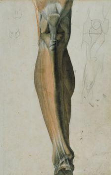 Anatomical drawing of the bones and muscles of the lower leg, 5 June, 1805. Creator: Benjamin Robert Haydon