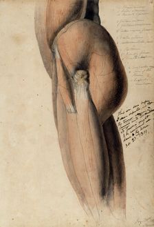 Anatomical drawing of the left side of the torso and upper leg, 30 June, 1805. Creator: Benjamin Robert Haydon