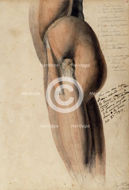Anatomical drawing of the left side of the torso and upper leg, 30 June, 1805. Creator: Benjamin Robert Haydon.
