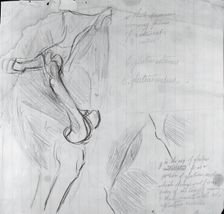 Anatomical Drawing, c. 1878. Creator: Thomas Eakins
