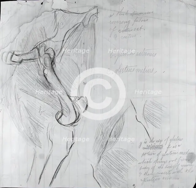Anatomical Drawing, c. 1878. Creator: Thomas Eakins.