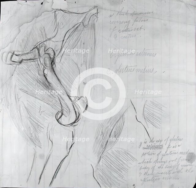 Anatomical Drawing, c. 1878. Creator: Thomas Eakins.