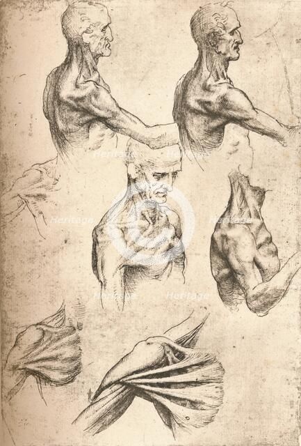 Anatomical drawing, c1472-c1519 (1883). Artist: Leonardo da Vinci.