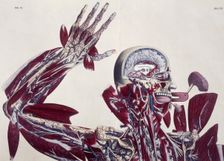 Anatomical drawing, c1825. Creator: Unknown