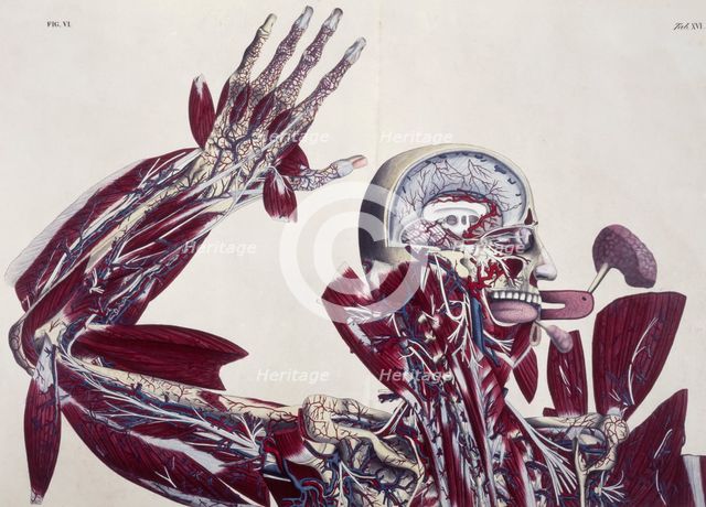 Anatomical drawing, c1825. Creator: Unknown.