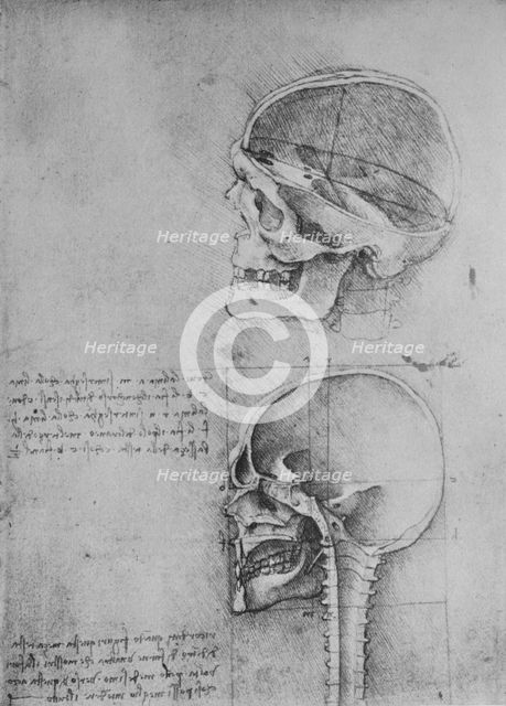 'Anatomical Drawings of Two Skulls in Profile to the Left', c1480 (1945). Artist: Leonardo da Vinci.