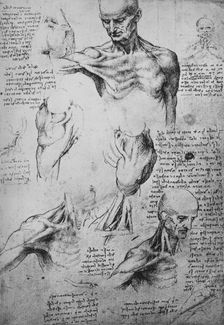 Anatomical Drawings of a Man's Neck and Shoulders c1480 (1945). Artist: Leonardo da Vinci