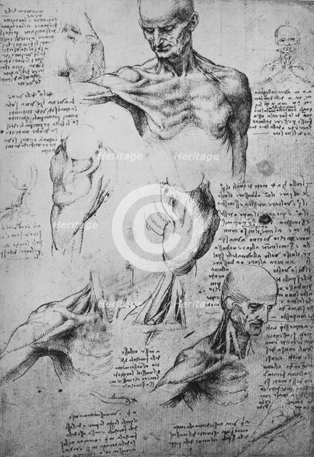 'Anatomical Drawings of a Man's Neck and Shoulders', c1480 (1945). Artist: Leonardo da Vinci.