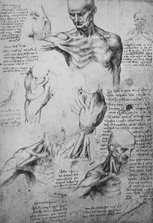 Anatomical Drawings of a Man's Neck and Shoulders c1480 (1945). Artist: Leonardo da Vinci