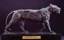Anatomical Lion, 1897-99. Creator: Briton Riviere