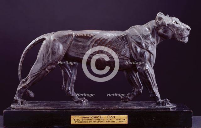 Anatomical Lion, 1897-99. Creator: Briton Riviere.