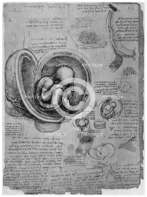 Anatomical sketch of a human foetus in the womb, c1510 (1954). Artist: Leonardo da Vinci