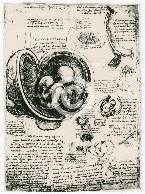 Anatomical sketch of a human foetus in the womb, c1510. Artist: Leonardo da Vinci