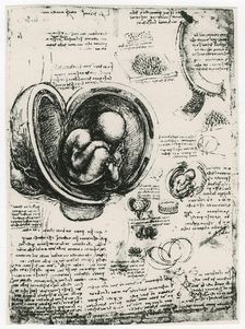 Anatomical sketch of a human foetus in the womb, c1510. Artist: Leonardo da Vinci