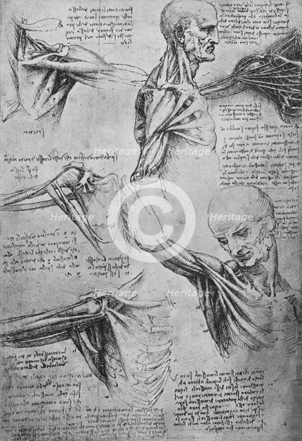 'Anatomical Studies of a Man's Neck and Shoulders', c1480 (1945). Artist: Leonardo da Vinci.