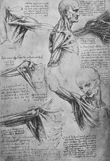 Anatomical Studies of a Man's Neck and Shoulders c1480 (1945). Artist: Leonardo da Vinci