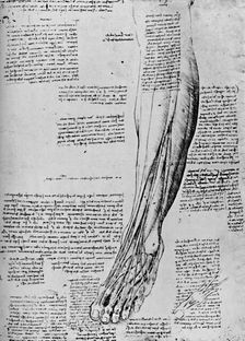 Anatomical Study of Muscles of Foot 1928. Artist: Leonardo da Vinci