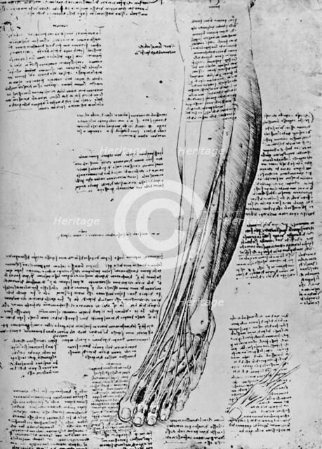 'Anatomical Study of Muscles of Foot', 1928. Artist: Leonardo da Vinci.