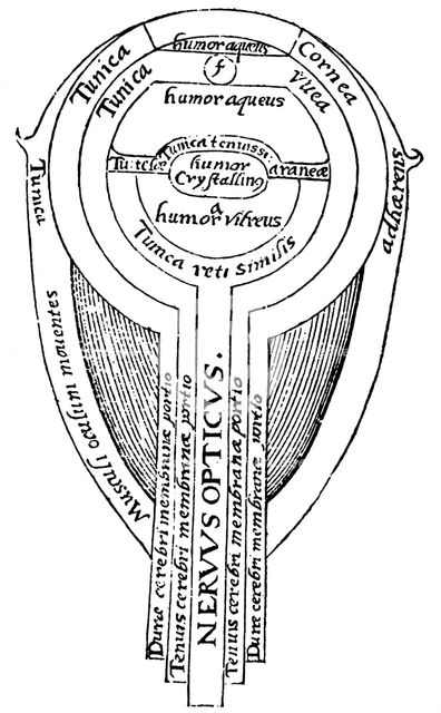 Anatomy of the eye, 1572. Artist: Unknown