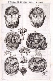 Anatomy of the human cortex, 1556. Creator: Nicolas Beatrizet