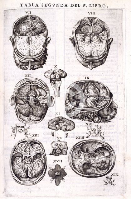 Anatomy of the human cortex, 1556.  Creator: Nicolas Beatrizet.