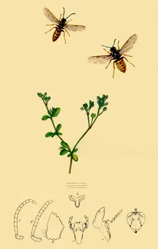 Anchor-Faced Wasp: Vespa rufa 1839, (1945). Creator: John Curtis